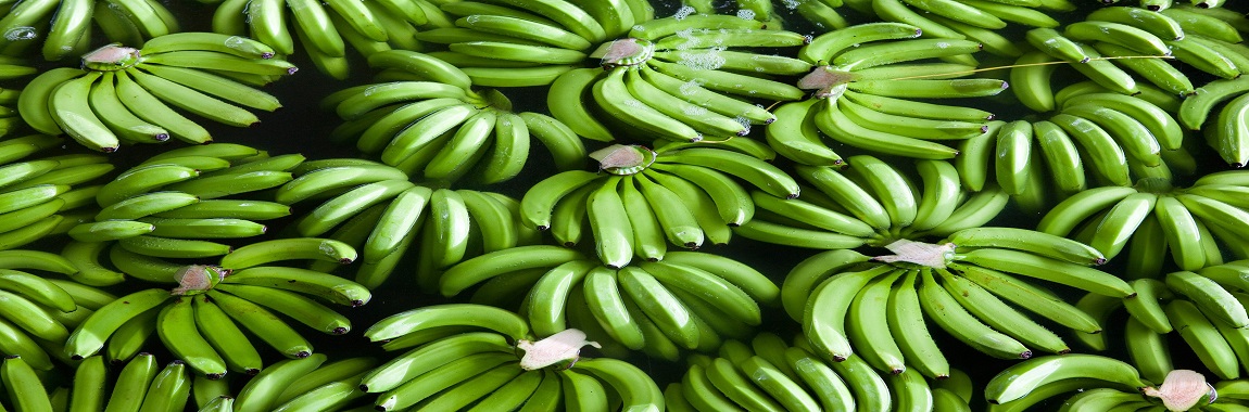 indian banana exporter from india